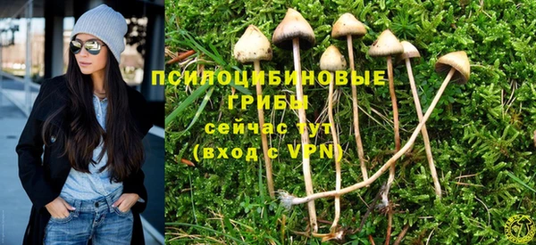 ГАЛЛЮЦИНОГЕННЫЕ ГРИБЫ Осинники